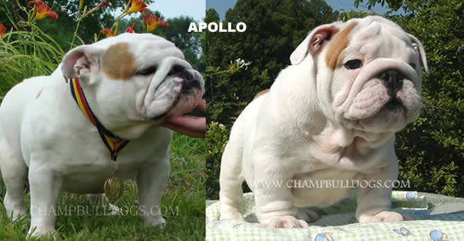 English bulldog picture